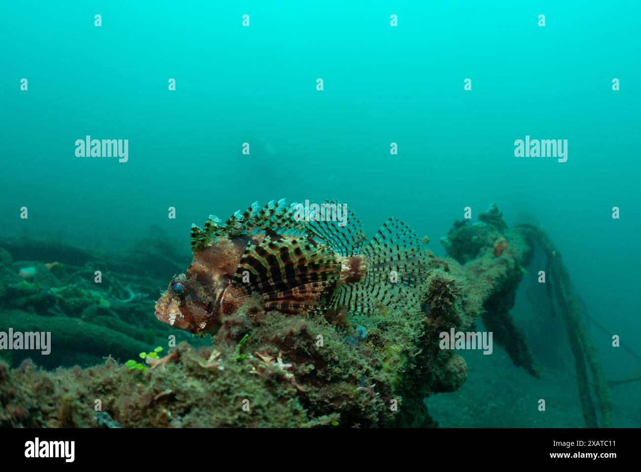 Paysages sous-marins du détroit de Lembeh Banque D'Images