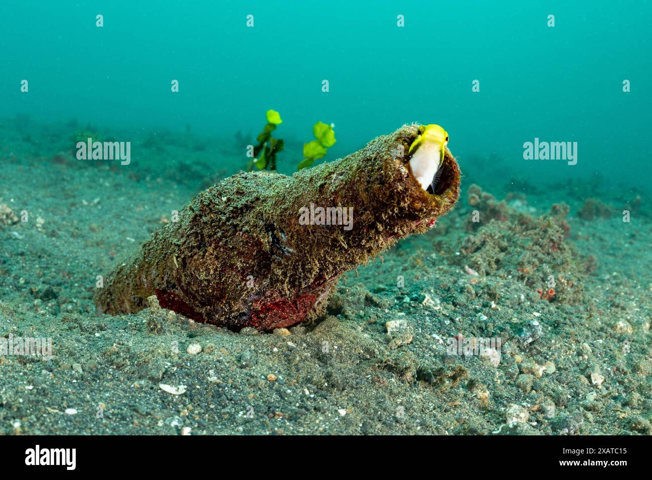 Paysages sous-marins du détroit de Lembeh Banque D'Images