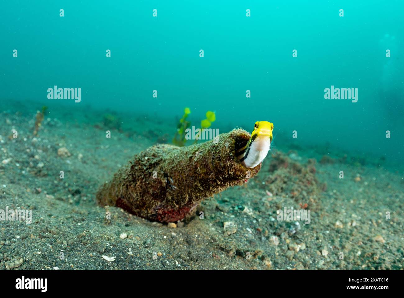 Paysages sous-marins du détroit de Lembeh Banque D'Images