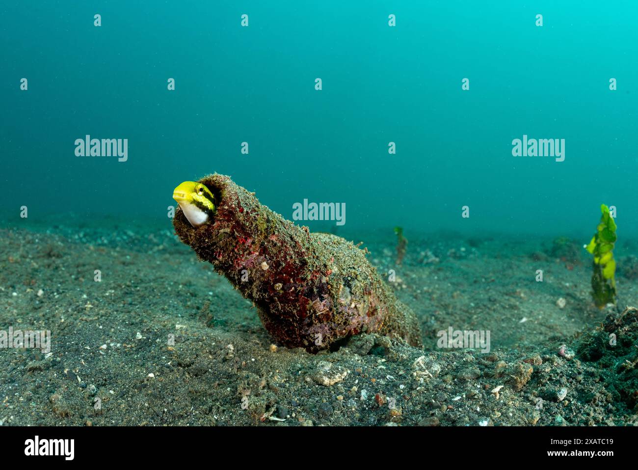 Paysages sous-marins du détroit de Lembeh Banque D'Images