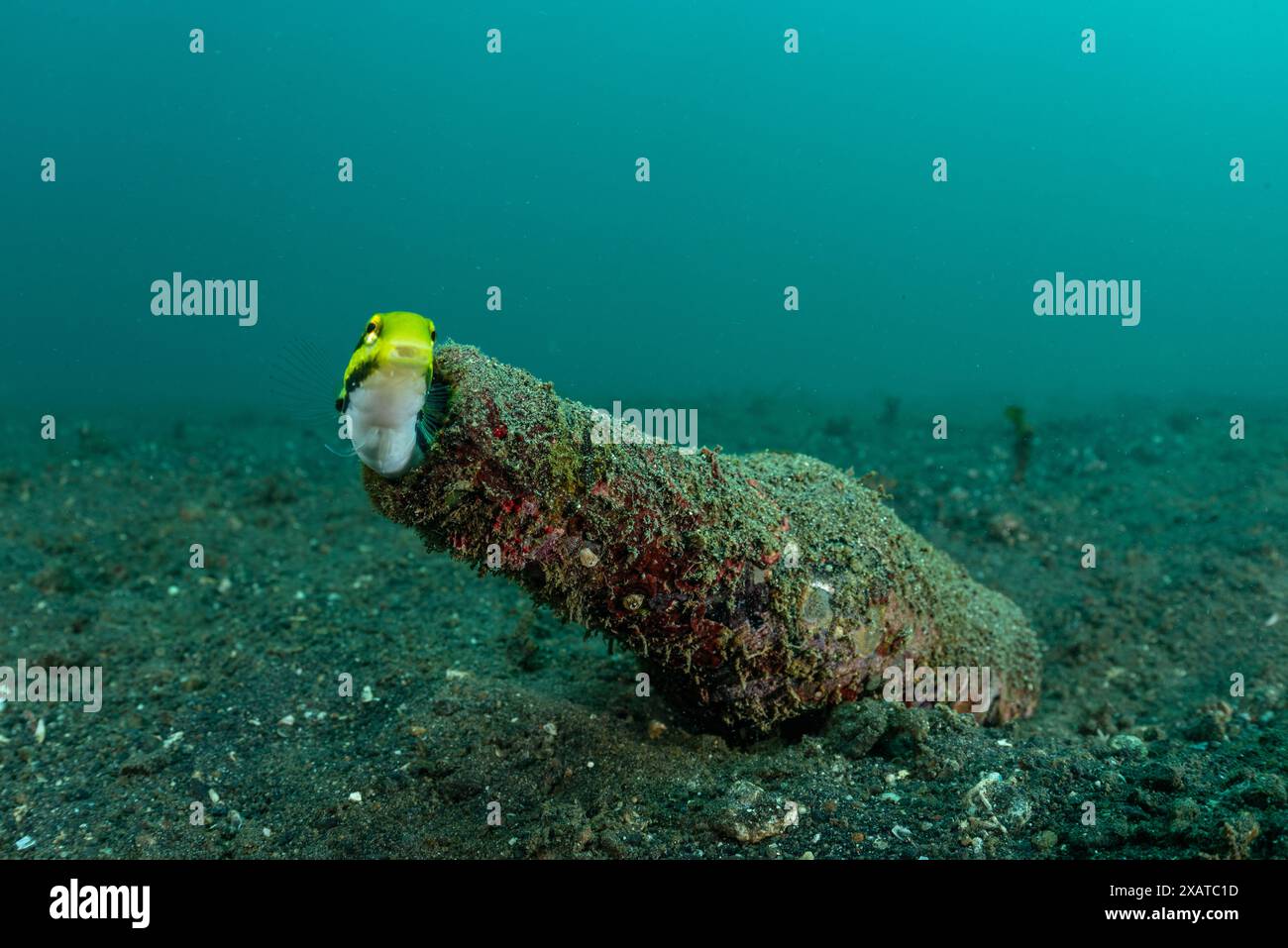Paysages sous-marins du détroit de Lembeh Banque D'Images