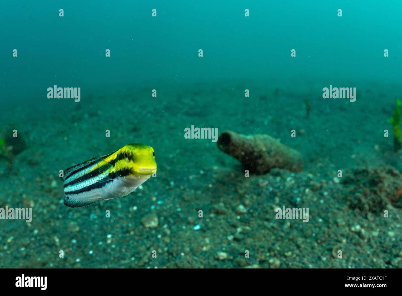 Paysages sous-marins du détroit de Lembeh Banque D'Images