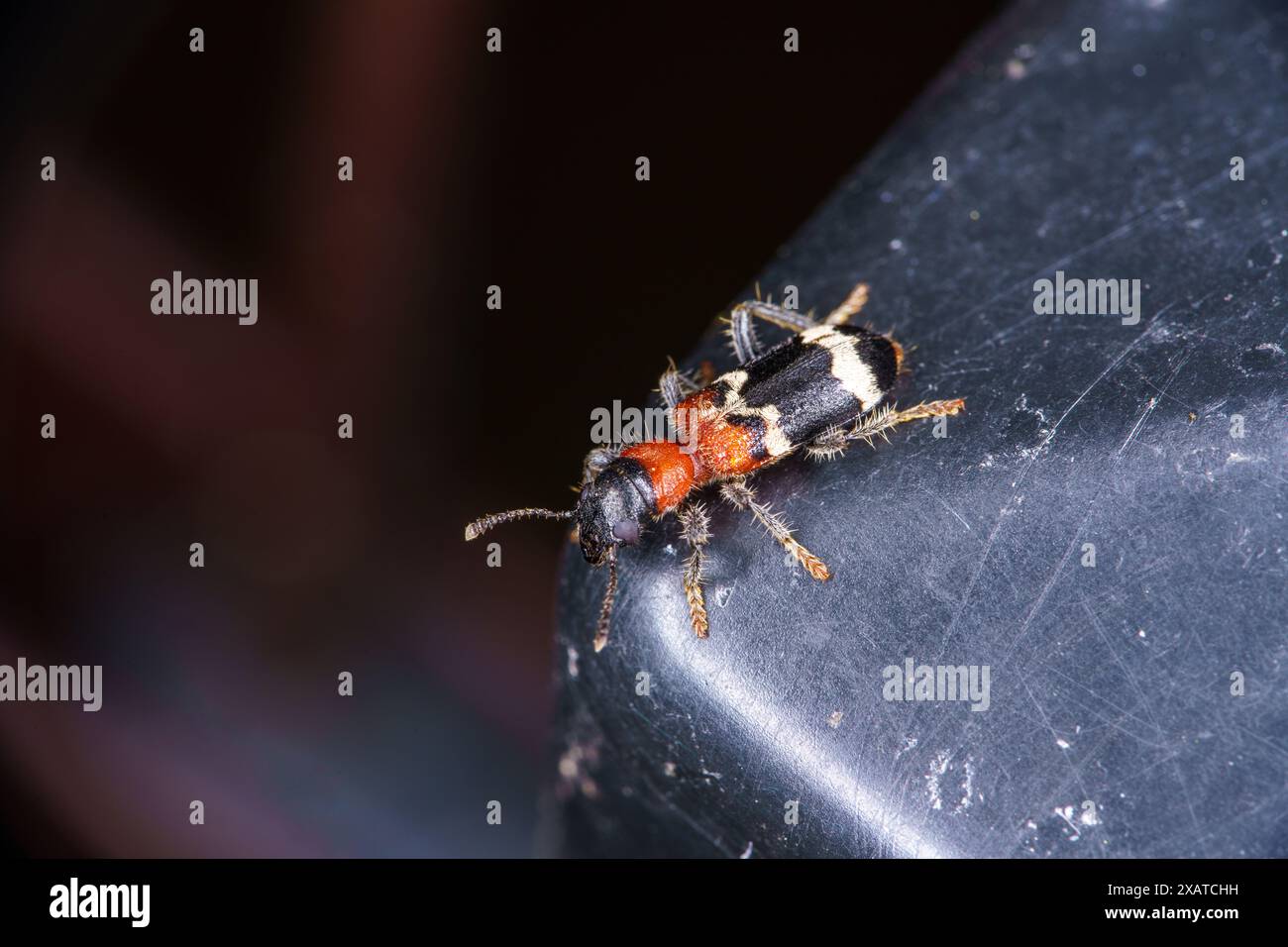 Thanasimus formicarius famille Cleridae genre Thanasimus Ant coléoptère cleridé à ventre rouge européen photographie d'insectes de la nature sauvage, image Banque D'Images