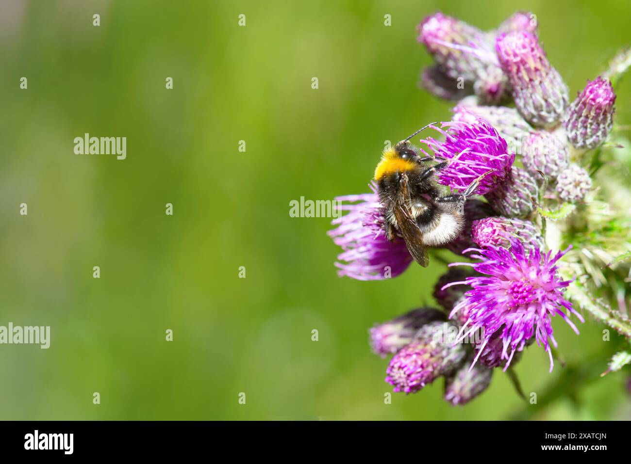 Humblebee ou bourdon mange nectar et pollen de fleur, gros plan d'insecte, pollinisation des plantes, bombus impatiens Banque D'Images