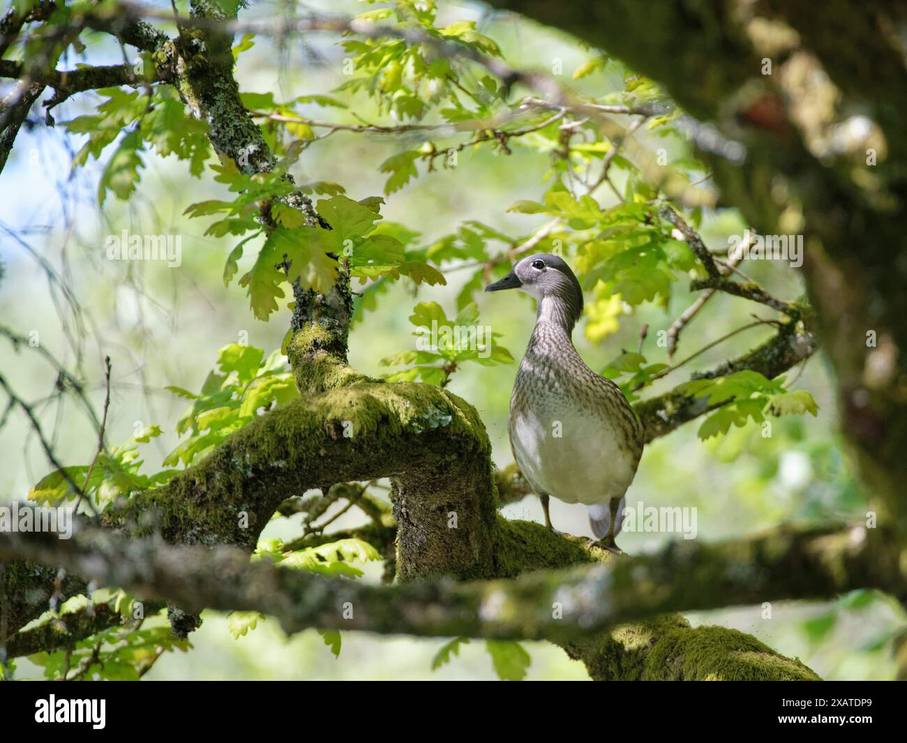 Femelle mandarine (Aix galericulata) perchée sur une branche haute dans un ancien chêne (Querucs robur), forêt de Dean, Gloucestershire, Royaume-Uni, mai. Banque D'Images