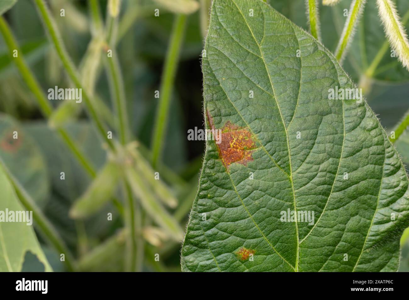 Taches brunes sur la feuille de plante de soja. Maladies foliaires agricoles, dommages aux cultures et concept de lutte contre les ravageurs agricoles. Banque D'Images