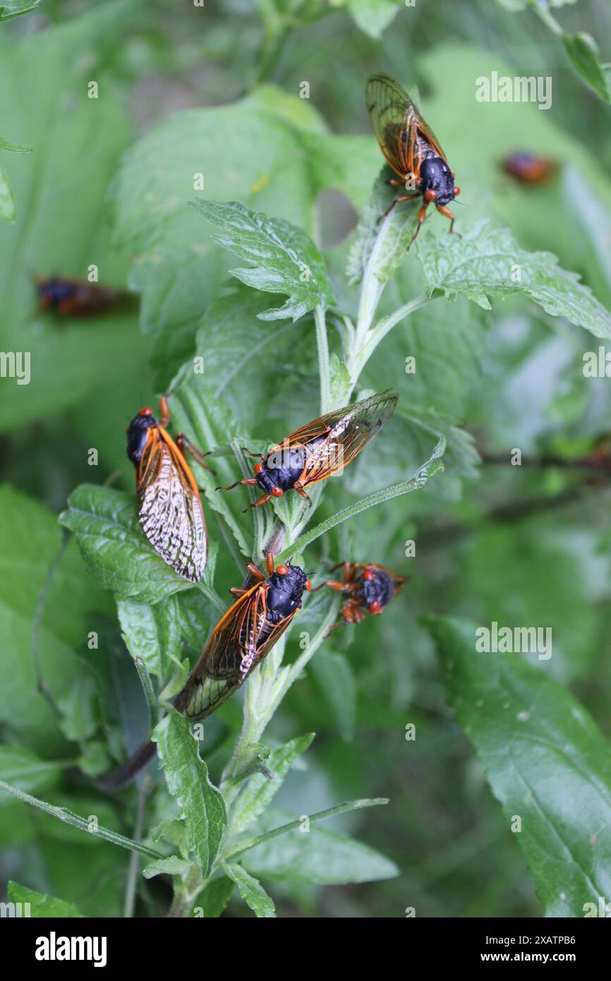 Groupe de cigales de 17 ans sur des feuilles au barrage numéro 4 Woods à Park Ridge, Illinoi Banque D'Images