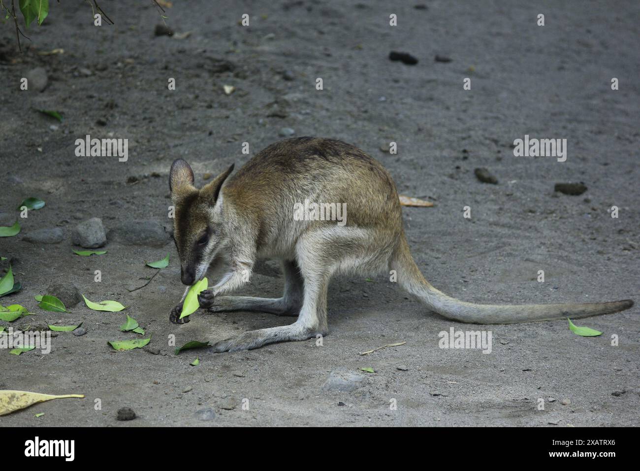 Le Wallaby à cou rouge ou Bennett Wallaby (Macropus rufogriseus) est un mammifère endémique du continent australien. Connu pour ses capacités de course rapide. Banque D'Images