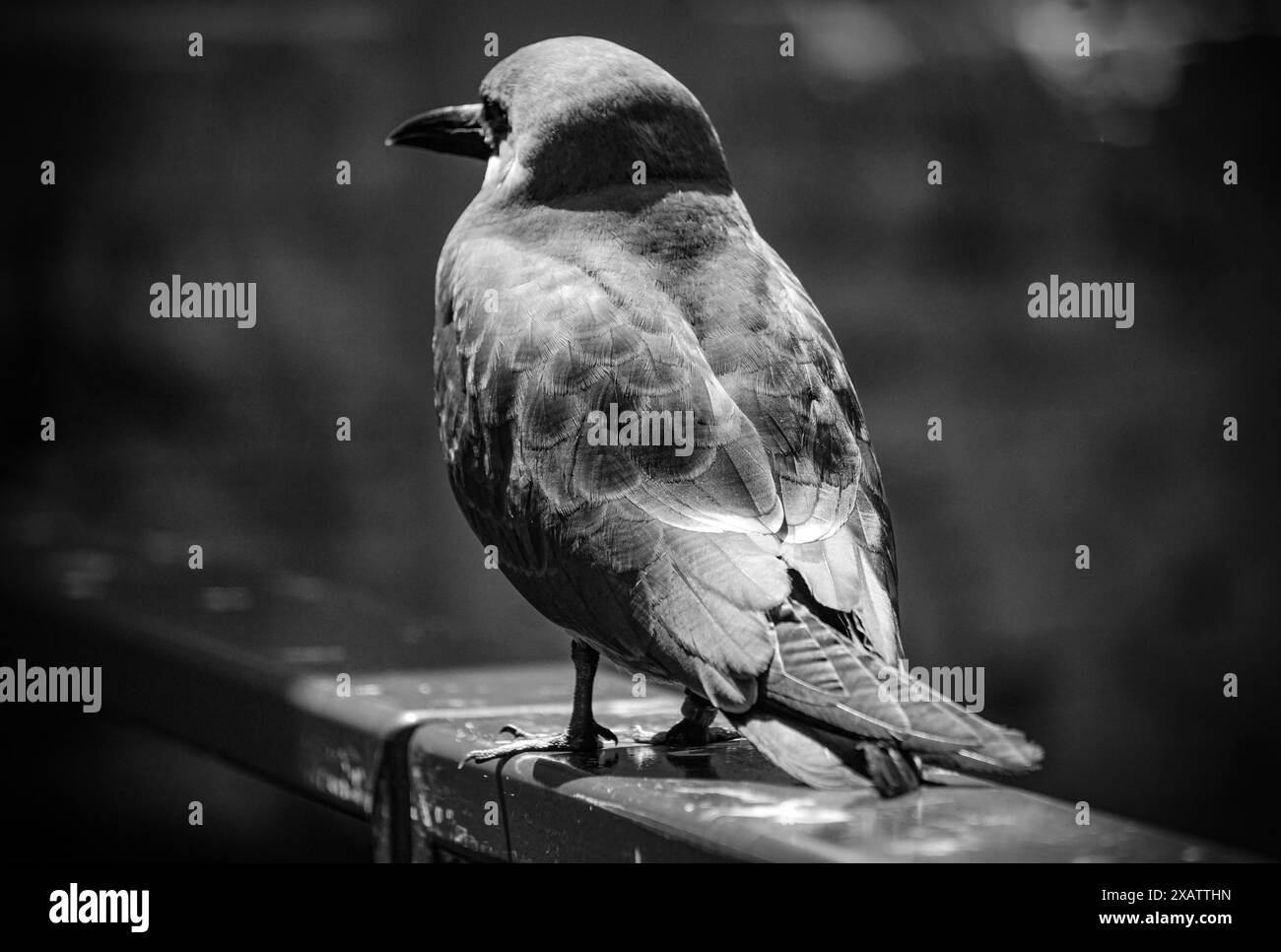 Gros plan d'un oiseau perché sur une balustrade Banque D'Images
