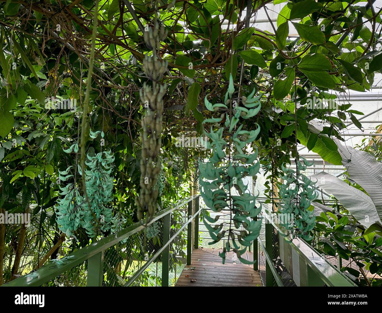 Différentes plantes avec des feuilles vertes poussant dans le jardin botanique Banque D'Images