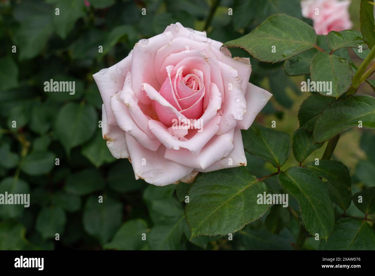 Un Savoy Hotel Rose fleur poussant dans le jardin. États-Unis. Banque D'Images