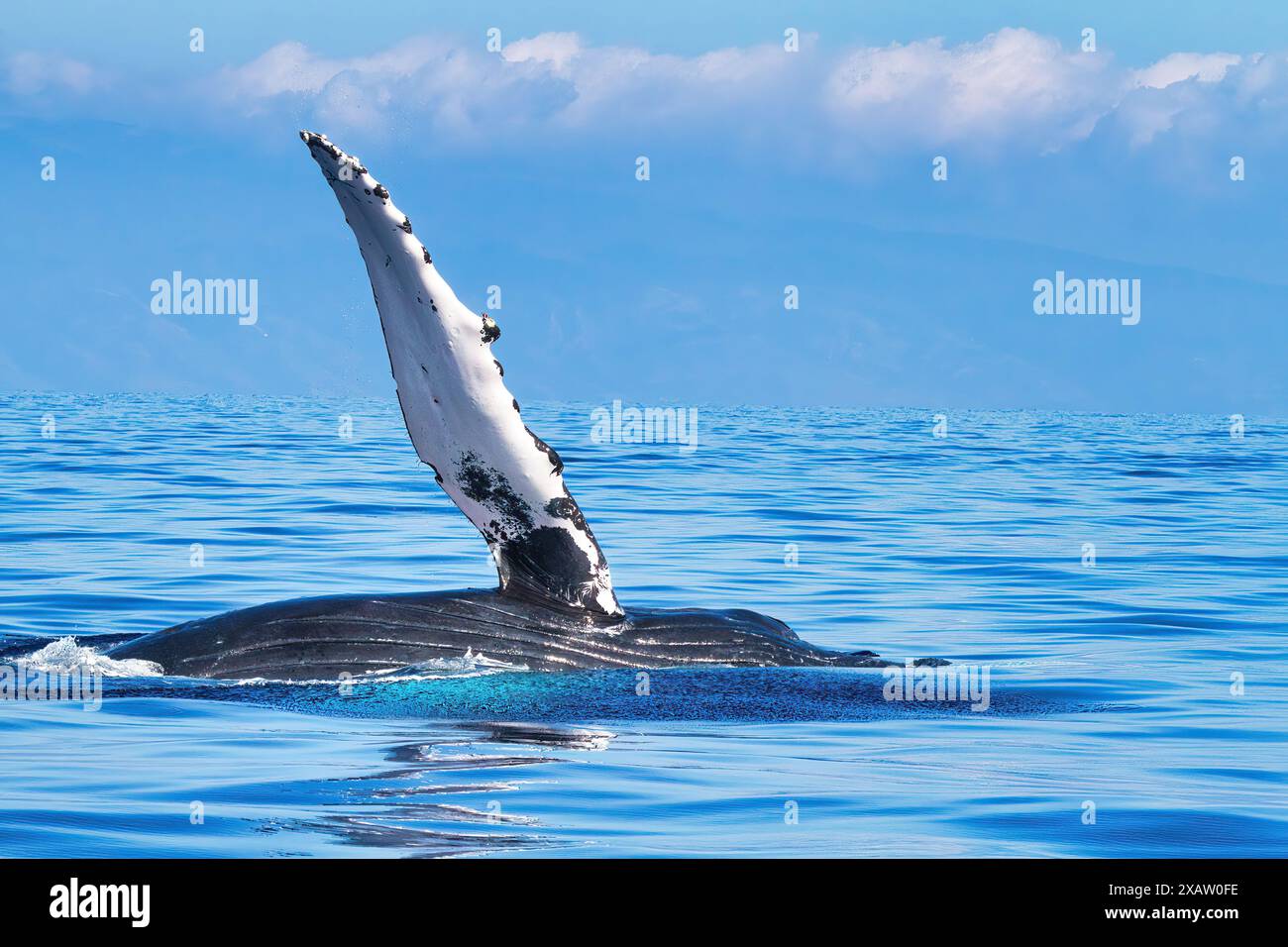 Baleine à bosse agitant sa nageoire pectorale. Banque D'Images