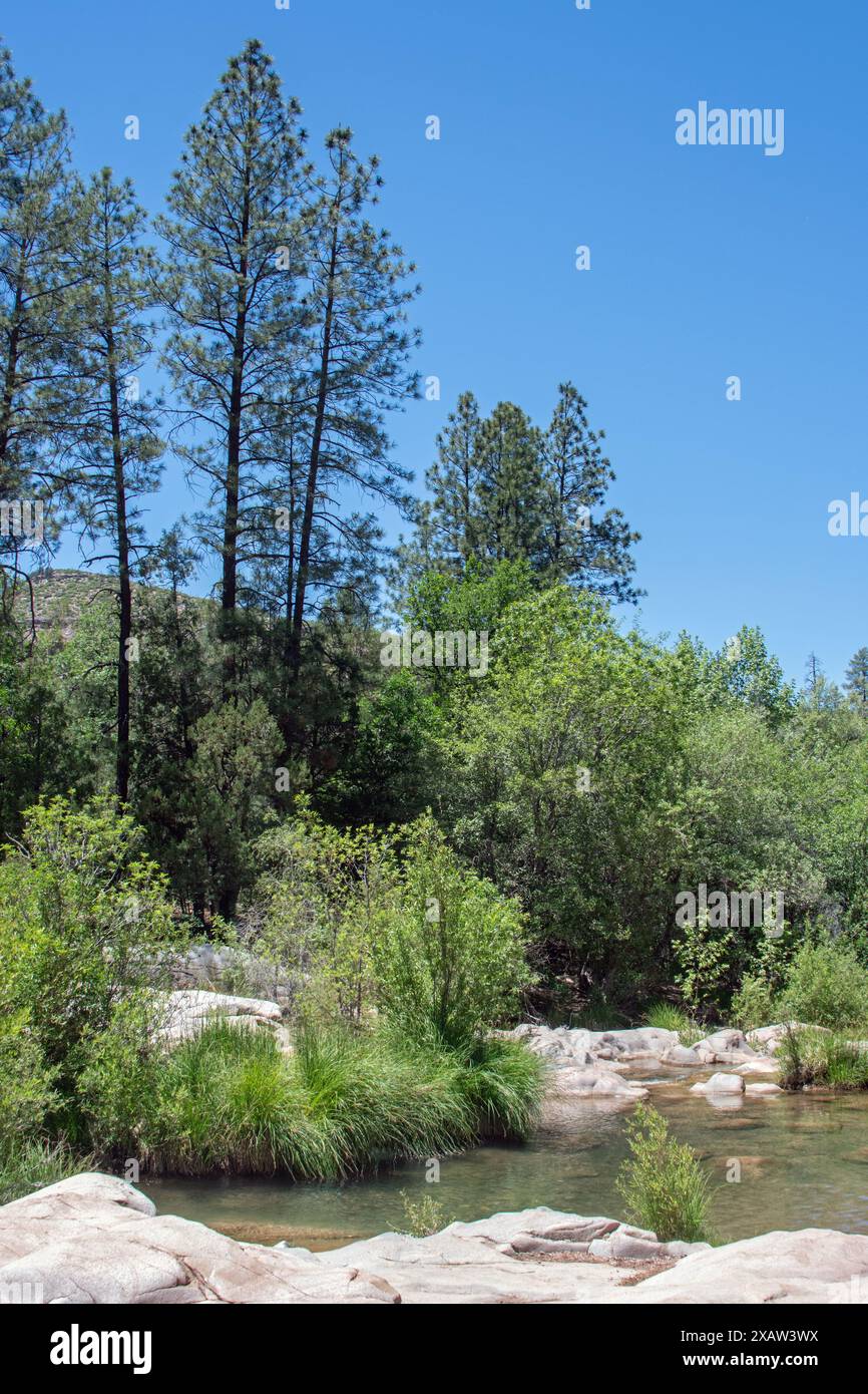 Ruisseau forestier par temps clair Banque D'Images