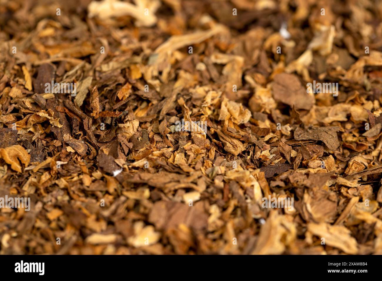 feuille de tabac finement broyée utilisée dans la fabrication de cigarettes, dangereuse pour la santé feuilles de tabac à fumer dans une cigarette Banque D'Images