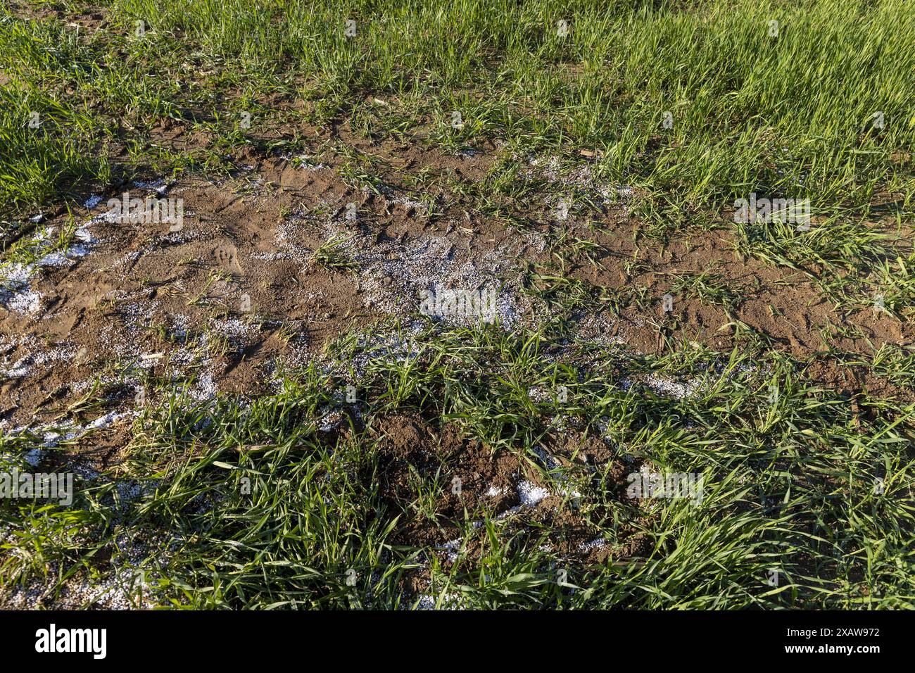 destruction de la récolte de blé en utilisant une grande quantité d'engrais, engrais chimiques d'une surabondance dont une partie de la récolte de blé a été de Banque D'Images