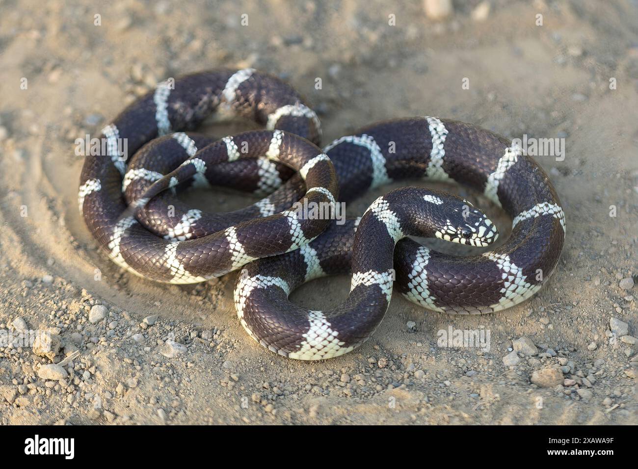 California Kingsnake adulte en posture défensive secouant la queue. Stevens Creek County Park, comté de Santa Clara, Californie, États-Unis. Banque D'Images