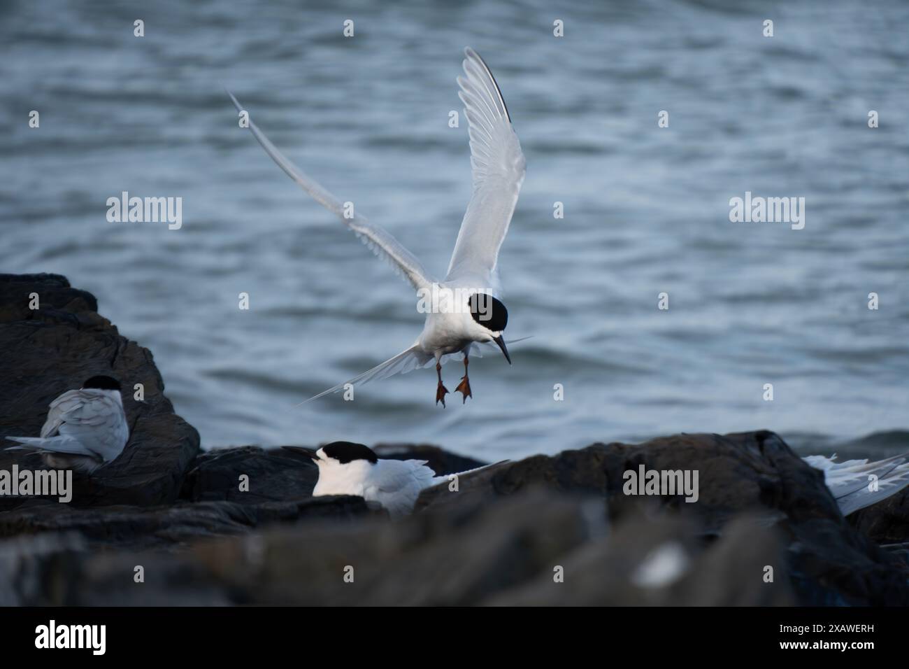 Sterna striata (Sterna striata) volant au-dessus d'une colonie sur une pile de roches à Bluff, Nouvelle-Zélande. Les sternes nichent sur les rochers en grandes colonies. Banque D'Images