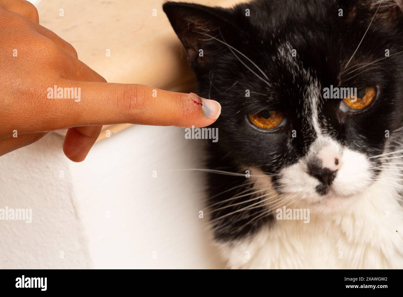 L'enfant pointe son doigt saignant rayé avec un chat noir et blanc à proximité Banque D'Images