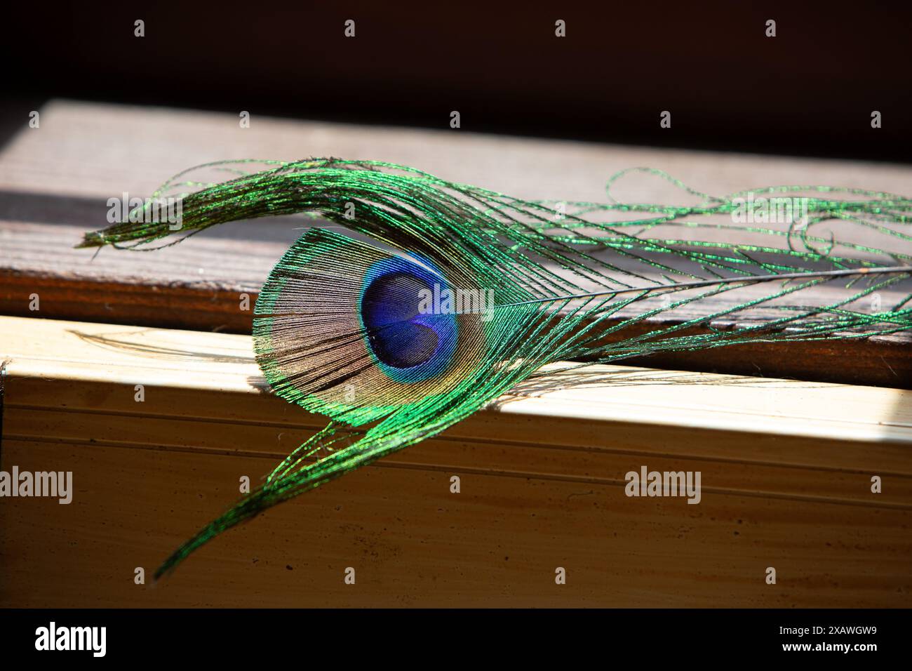 La plume de paon vert unique jette son ombre sur un rebord de fenêtre ensoleillé Banque D'Images