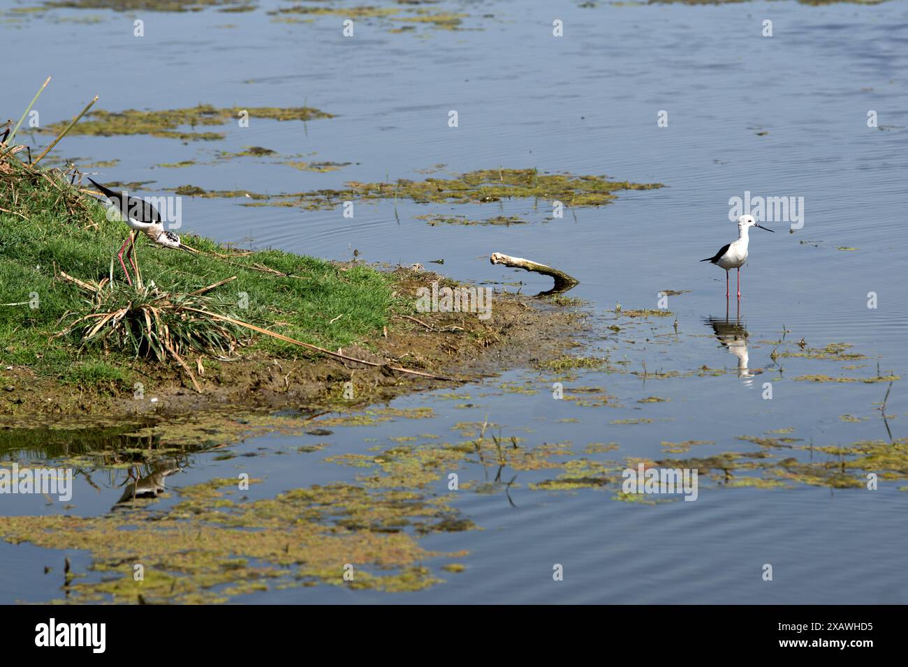 Bharatpur, Inde : Parc national de Keoladeo. Le sanctuaire ornithologique de Bharatpur est un sanctuaire d'oiseaux et de faune de renommée mondiale Banque D'Images