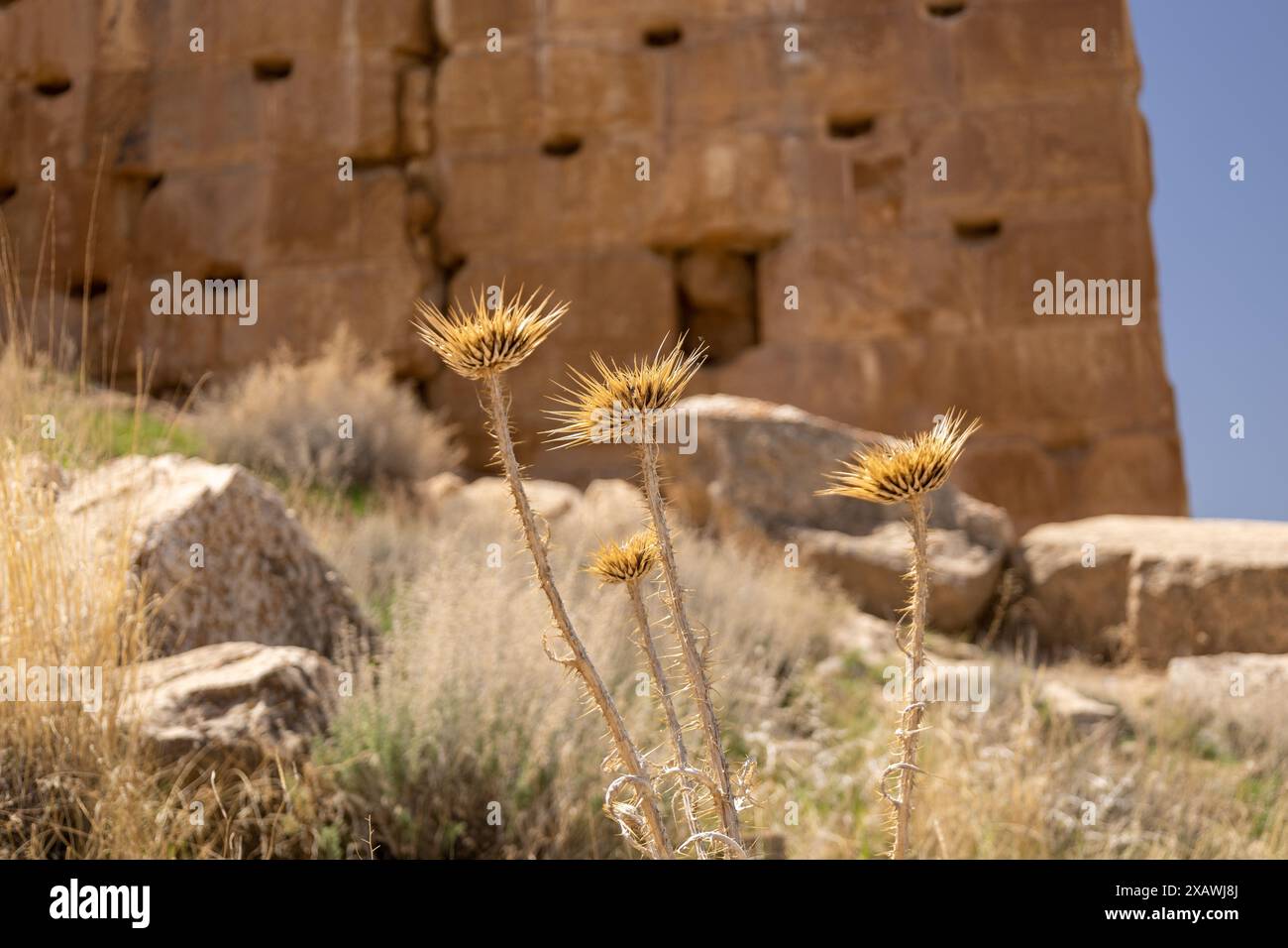 Fleurs de chardon sauvage, petits rochers et mauvaises herbes sur les collines avec un mur de pierre antique en arrière-plan Banque D'Images
