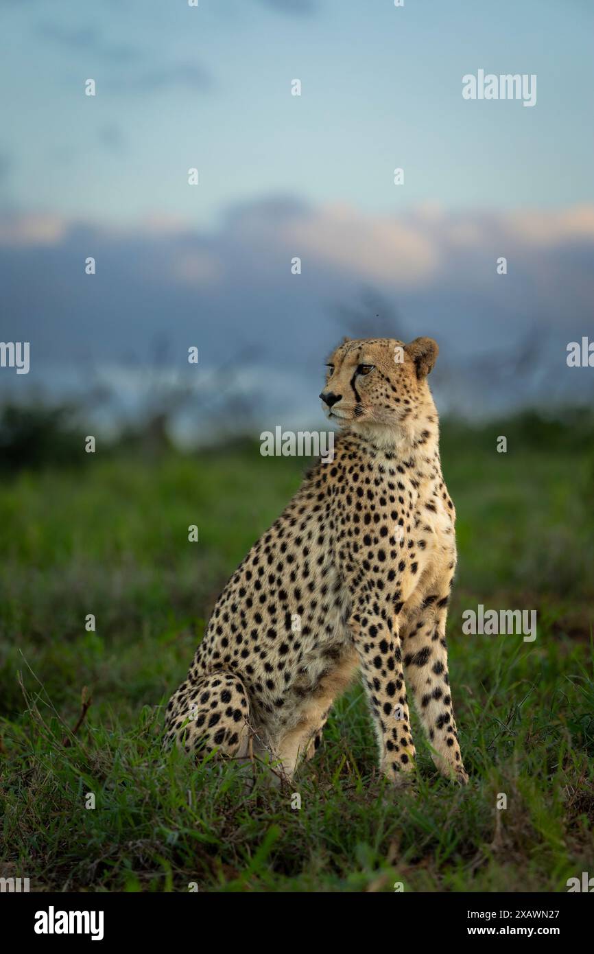 Guépard masculin regardant au coucher du soleil Banque D'Images