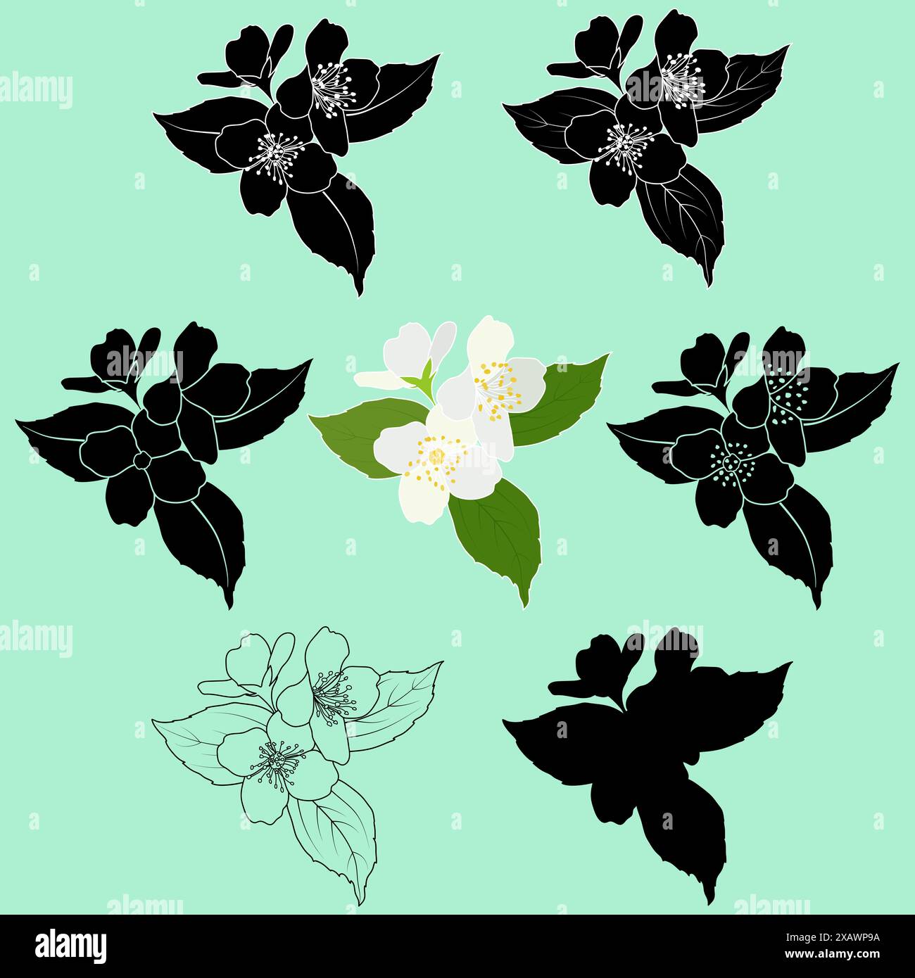 Ensemble de fleurs de jasmin en fleurs. Philadelphus virginal, contour de brindille de jasmin de printemps, silhouette, pochoir, couleur et illustration vectorielle noir et blanc. Illustration de Vecteur