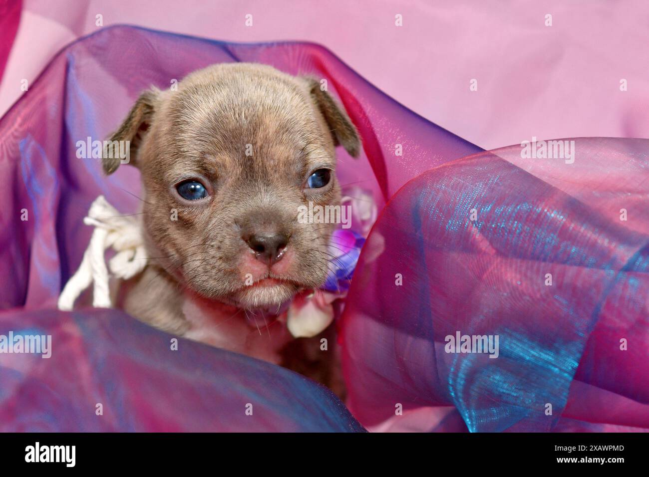Chiot bouledogue français Brindle de quatre semaines de race pure en tissu tulle Banque D'Images