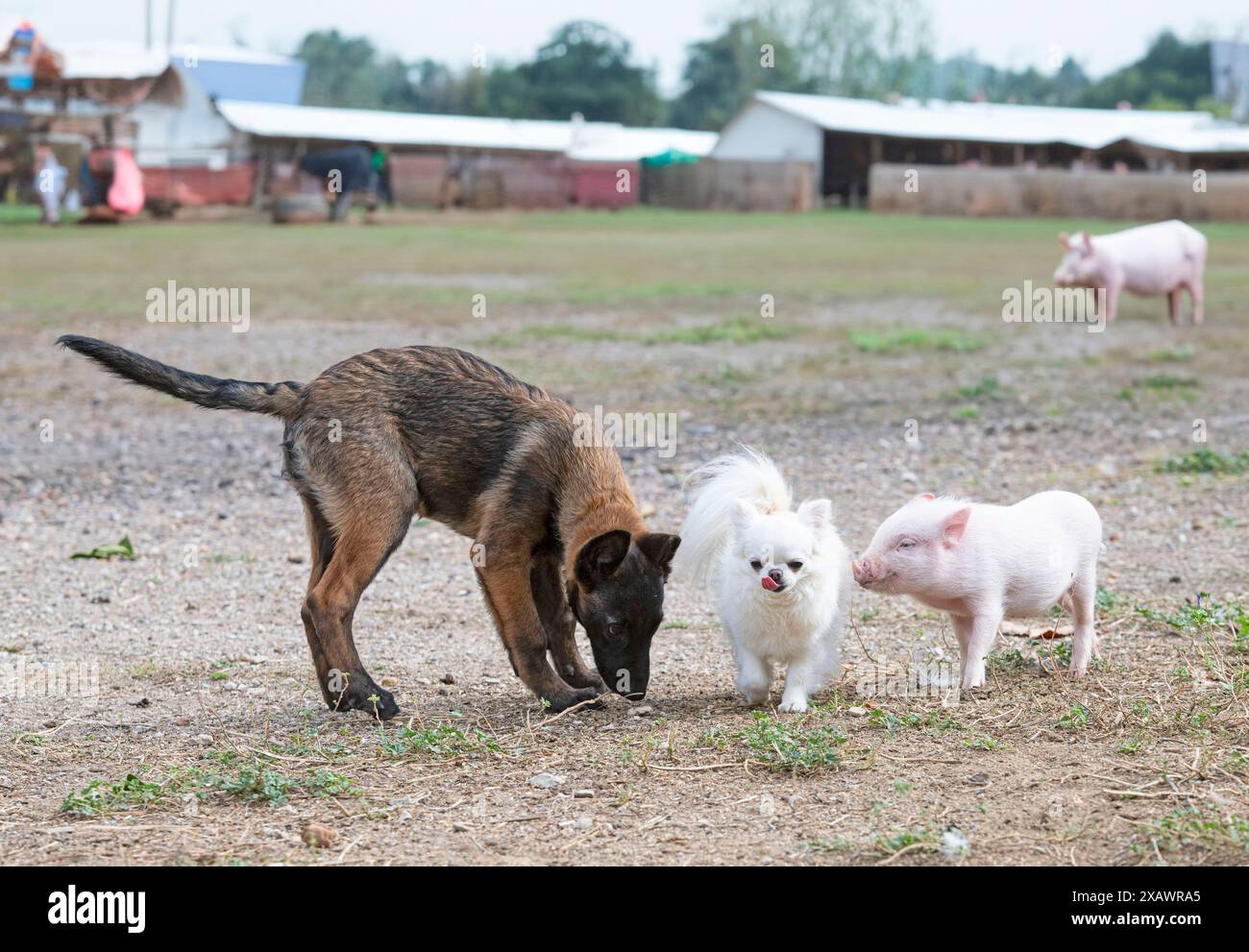 porcelet, chihuahua et malinois devant la ferme Banque D'Images