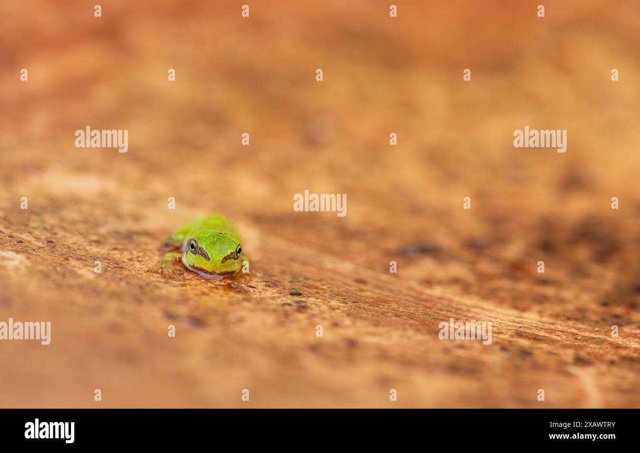 Face à face avec une jeune grenouille arboricole européenne (Hyla arborea) Banque D'Images