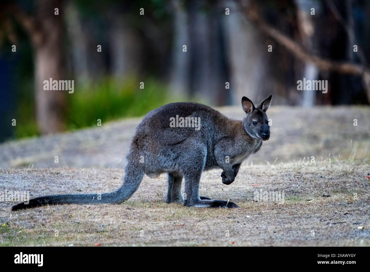 Kangourou forestier (Macropus giganteus) Banque D'Images