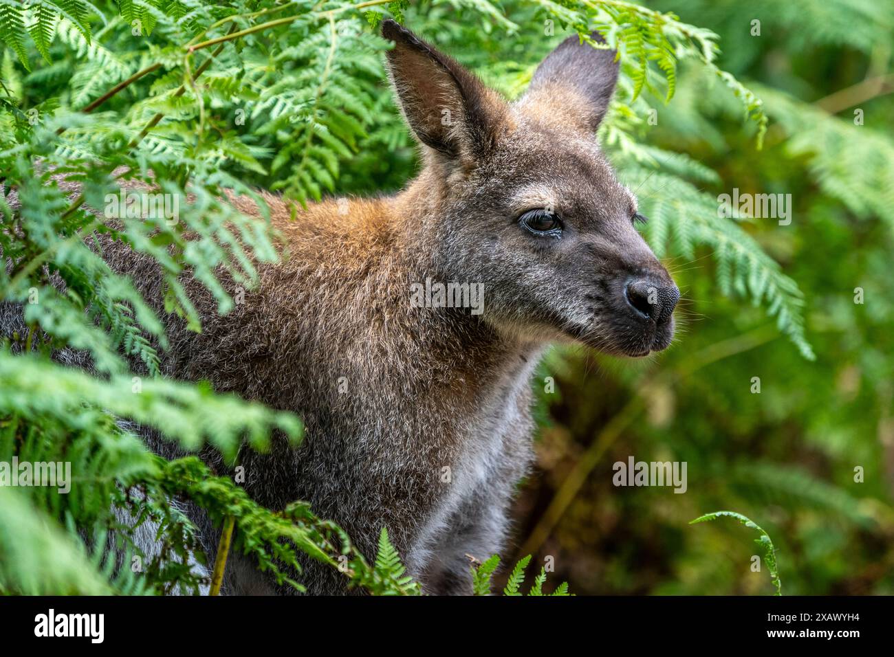 Kangourou forestier (Macropus giganteus) repérant les fougères, Gunns Plain, Tasmanie Banque D'Images