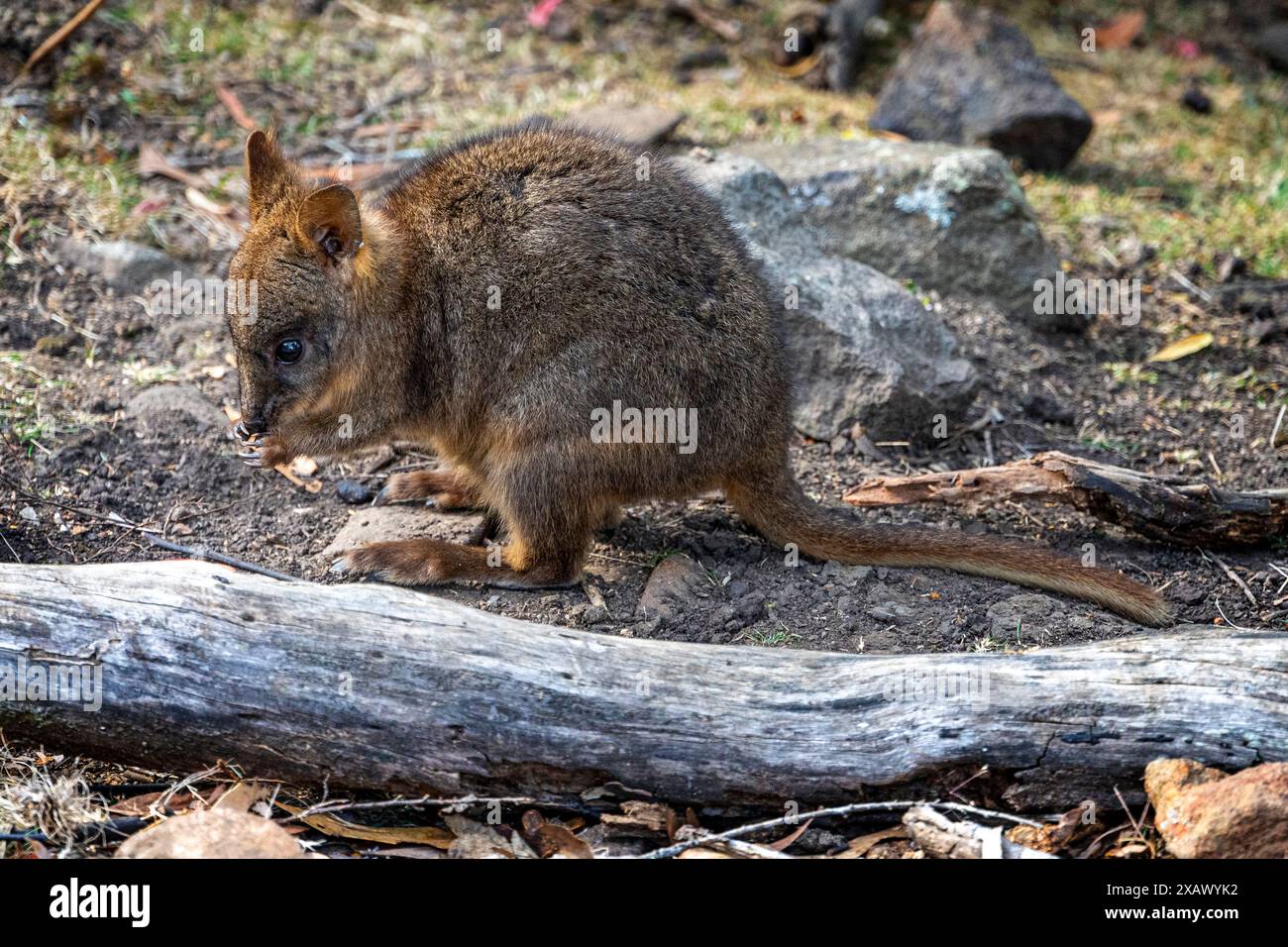 Pademelon juvénile de Tasmanie (Thylogale billardierii), Maria Island Tasmanie Banque D'Images