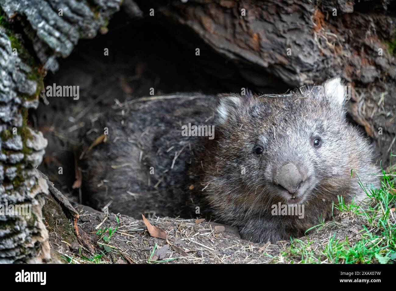 Wombat commun (Vombatus ursinus) reposant dans une bûche creuse, Maria Island Tasmanie Banque D'Images