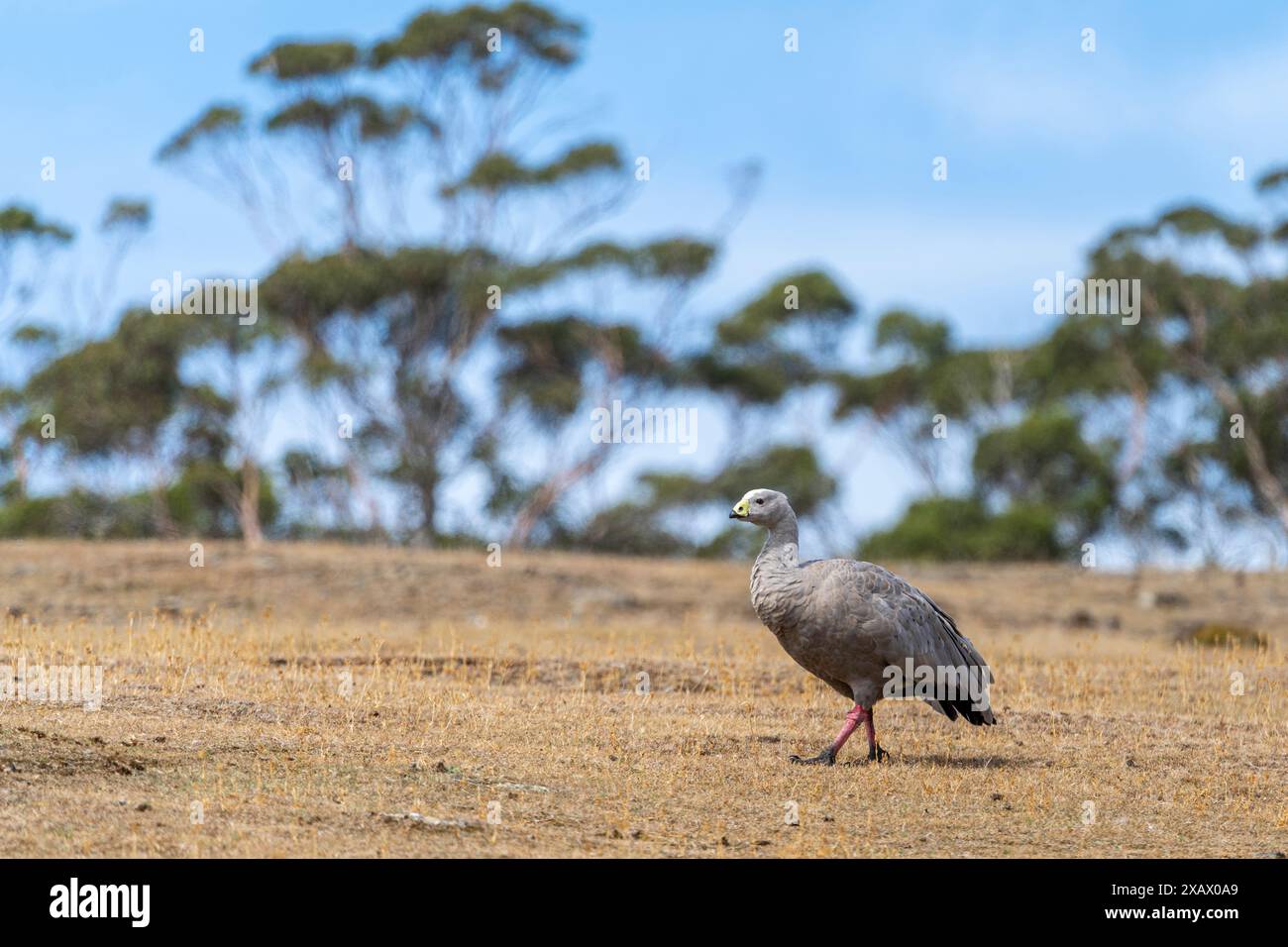 Oies du Cap Barren (Cereopsis novaehollandiae) marchant à flanc de colline, île Maria, Tasmanie Banque D'Images