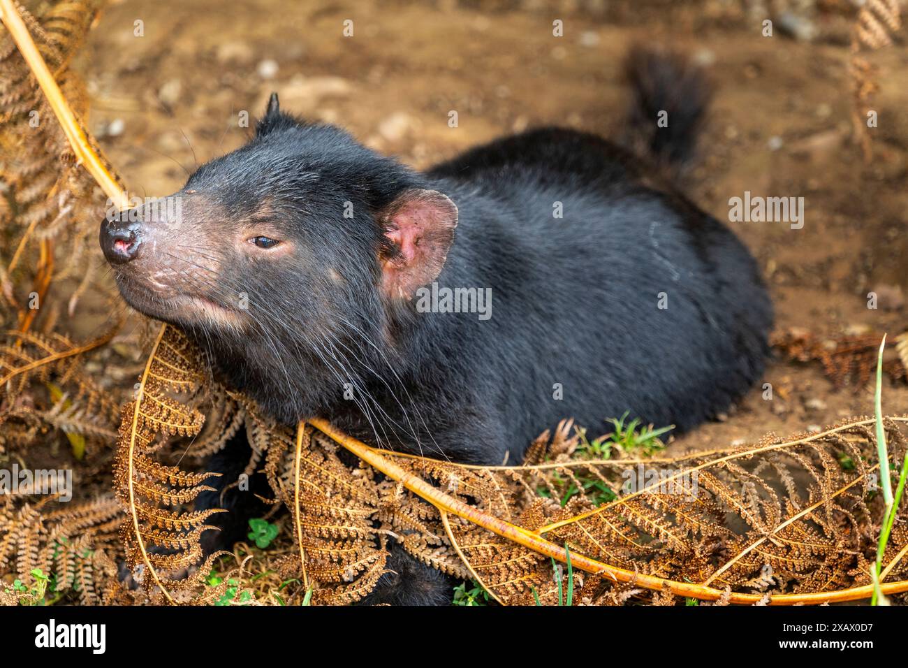 Diable de Tasmanie (Sarcophilus harrisii) reposant parmi les fougères à crochets, Tasmanie Banque D'Images