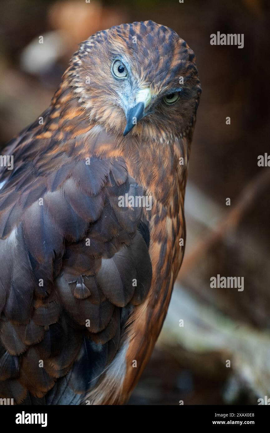 Portrait de trois quarts de longueur de Swamp harrier (Circus approximans) Banque D'Images