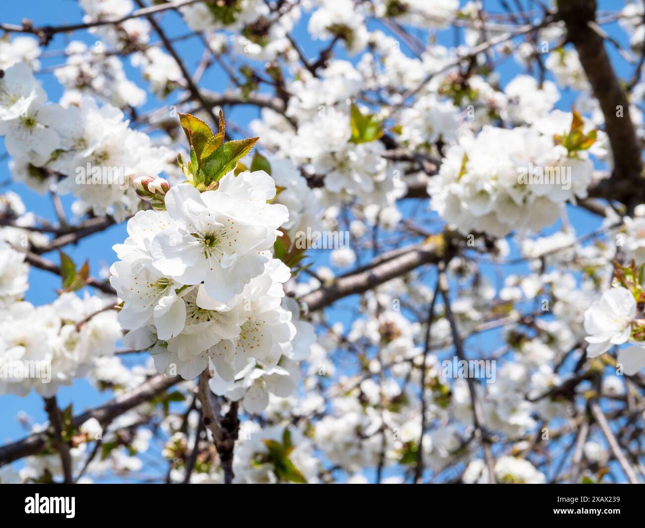 fleurs blanches sur des brindilles de cerisier le jour ensoleillé de printemps Banque D'Images
