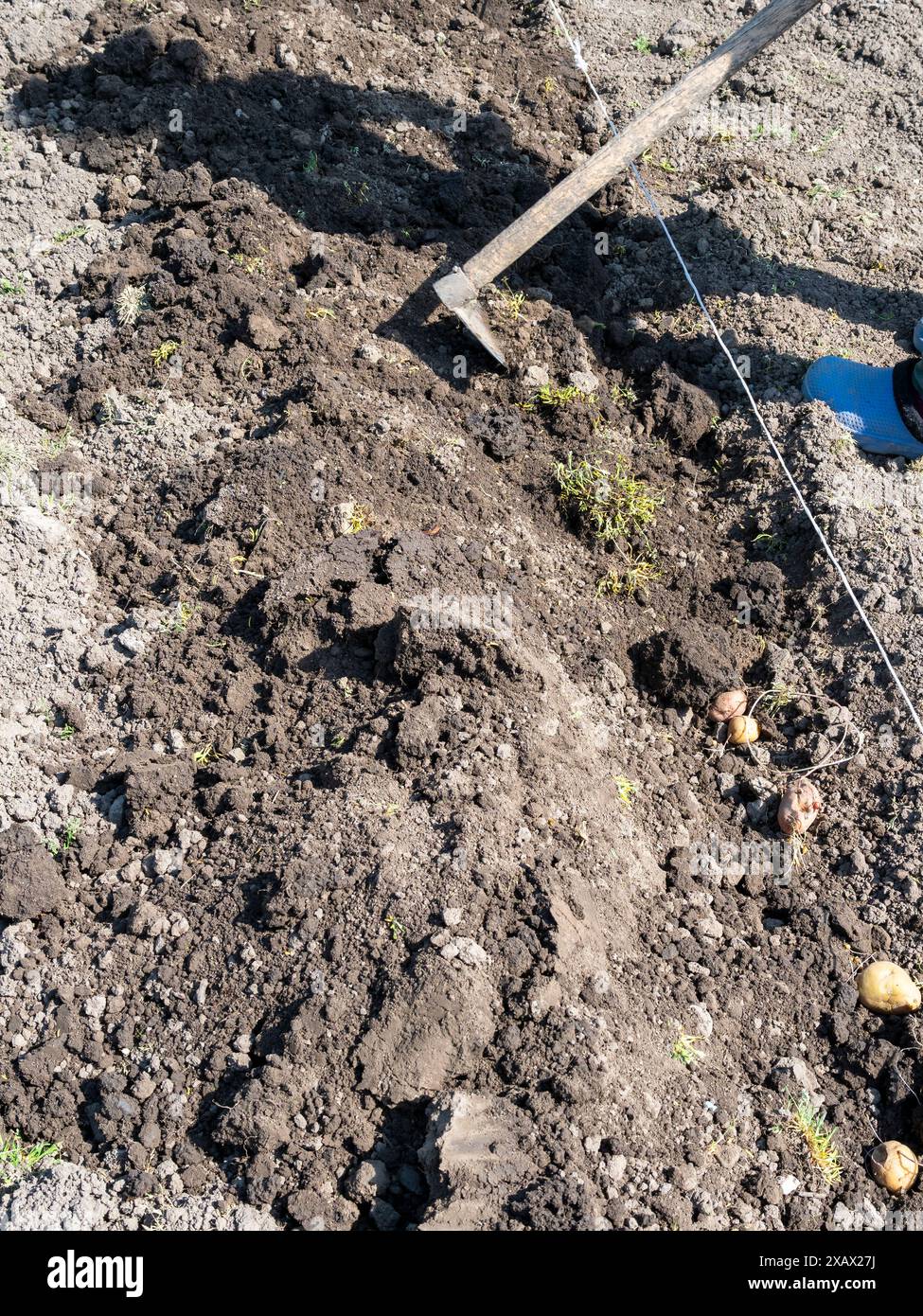 planter des tubercules de pomme de terre dans un lit de jardin creusé à l'aide de houe le jour ensoleillé du printemps Banque D'Images