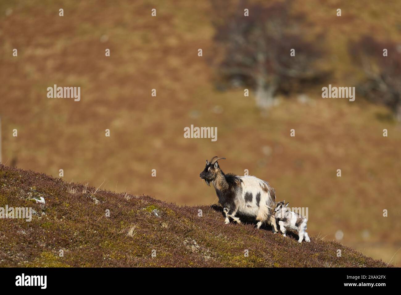 Chèvres sauvages qui paissent dans les Highlands d'Écosse Banque D'Images