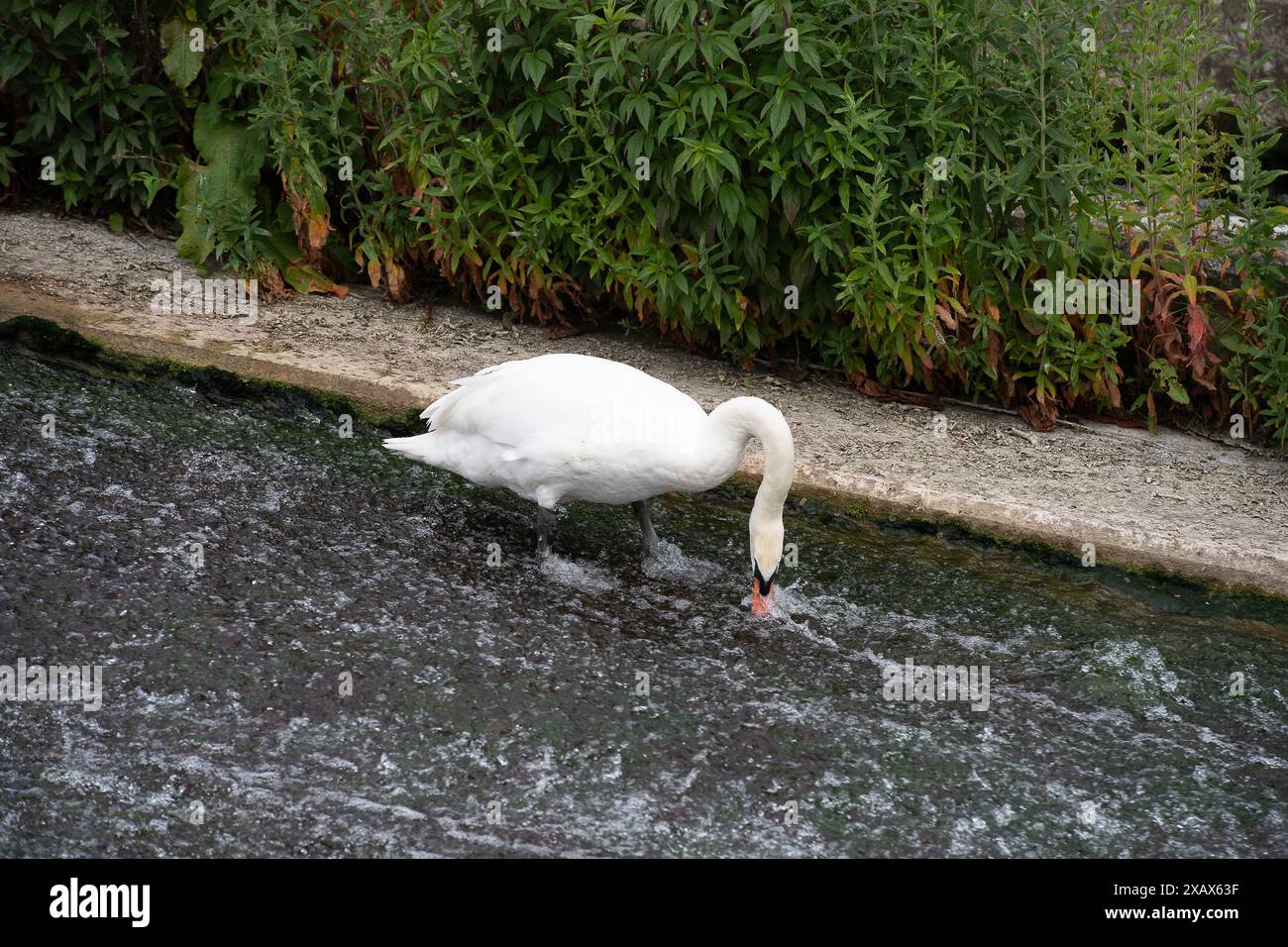 Eton Wick, Royaume-Uni. 9 juin 2024. Un cygne muet se nourrit de mauvaises herbes à un barrage sur la rivière Jubilee à Eton Wick, Windsor, Berkshire. Crédit : Maureen McLean/Alamy Banque D'Images