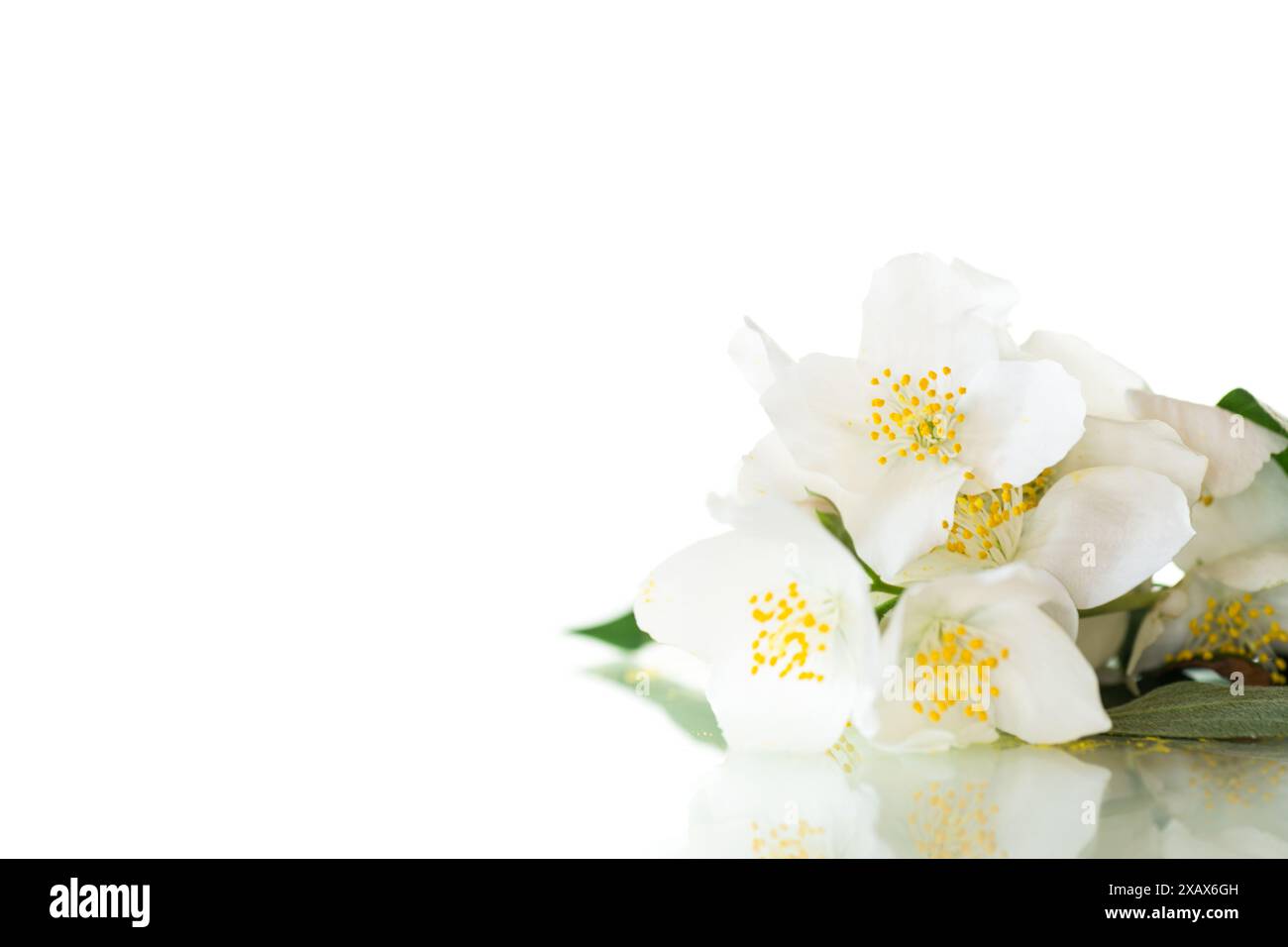 fleurs de jasmin en fleurs, isolées sur fond blanc. Banque D'Images