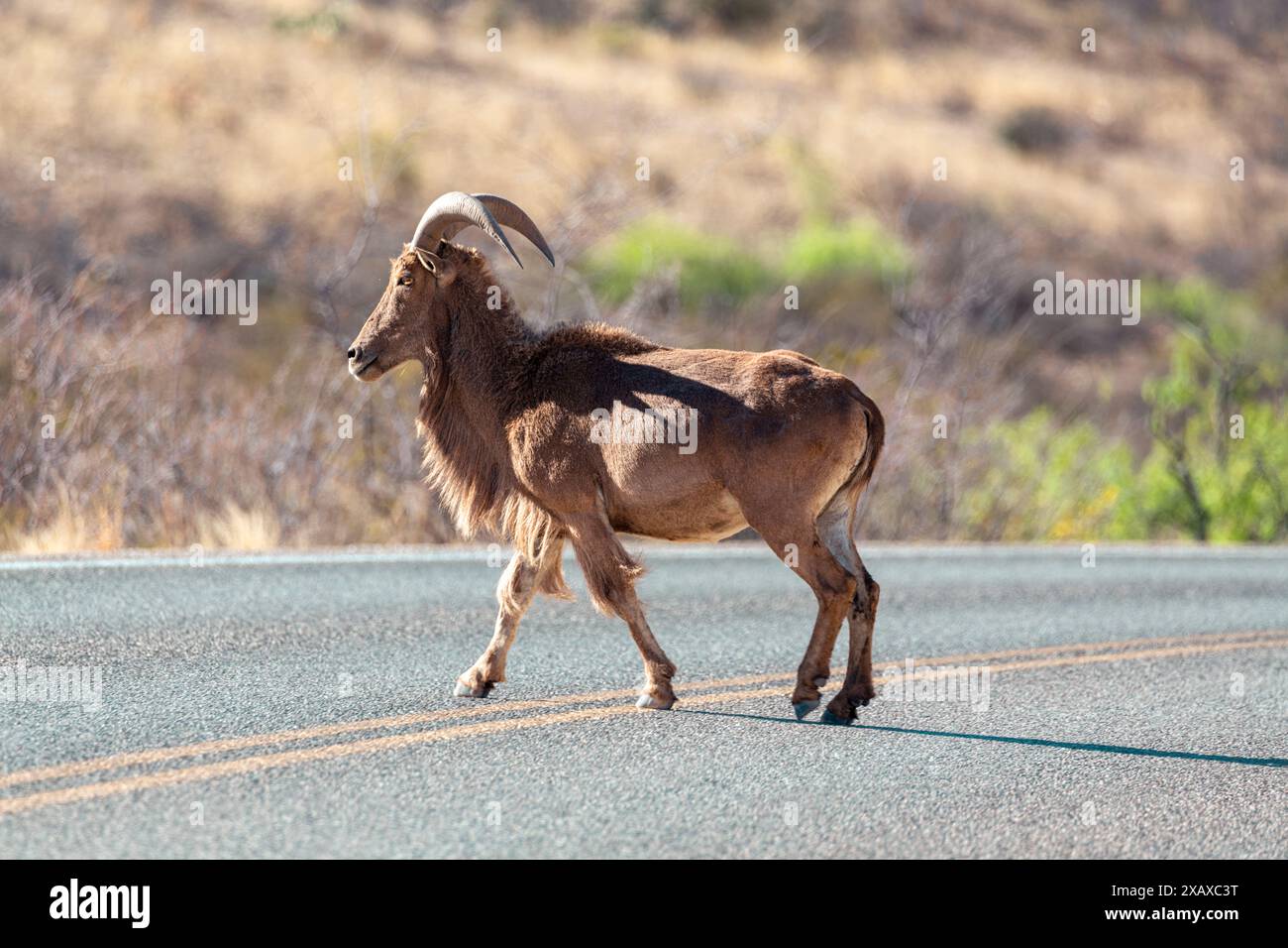 Moutons bighorn solo barbary traversant la route Banque D'Images