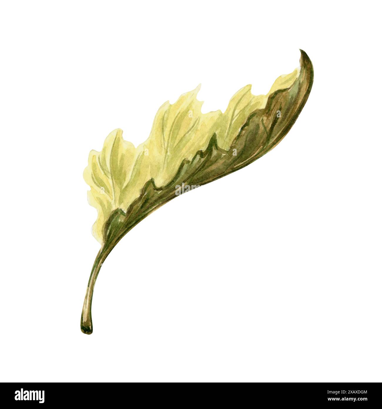 Feuille de citrouille plante verdure isolée. Illustration botanique à l'aquarelle dessinée à la main. Légumes d'automne traditionnels de Thanksgiving. Décor de fête de la récolte Banque D'Images