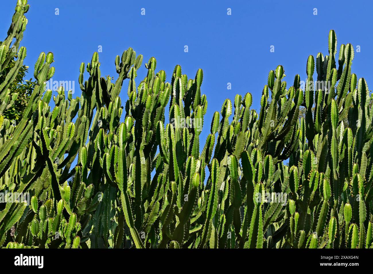 Sphurge marbré ou sphurge candélabre (Euphorbia lactea) Banque D'Images