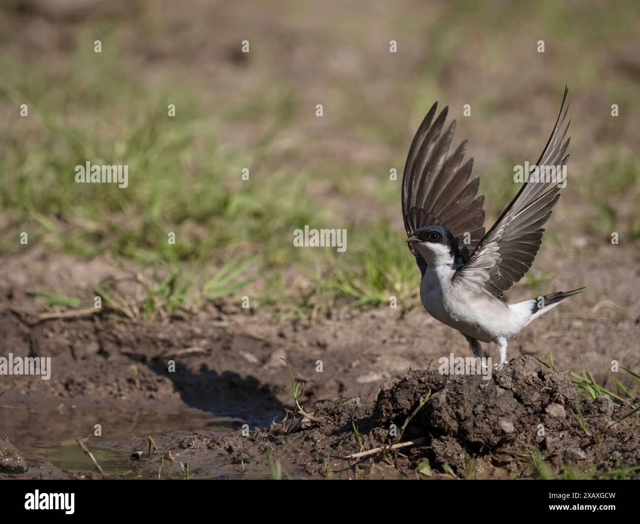 House martin, Delichon urbicum, collecte de boue à Puddle, Warwickshire, juin 2024 Banque D'Images