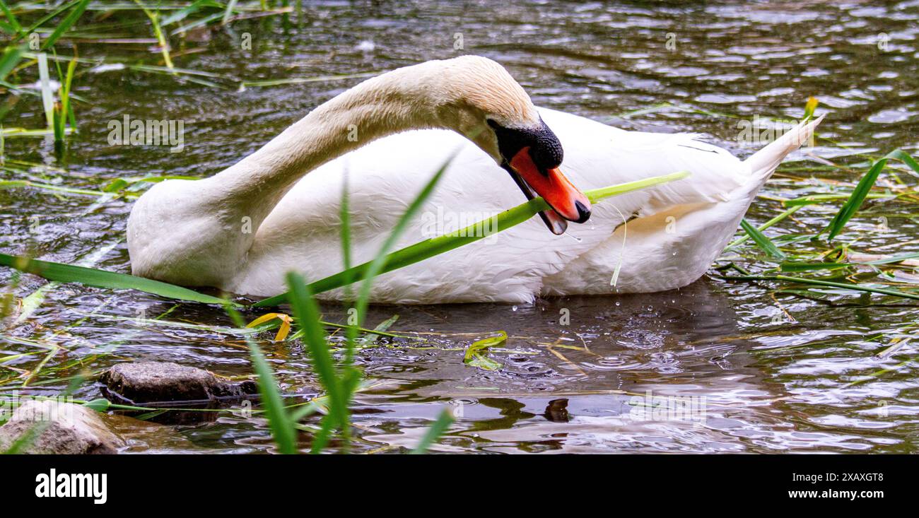 Dundee, Tayside, Écosse, Royaume-Uni. 9 juin 2024. Météo britannique : scènes estivales de Trottick Wildlife et de la réserve naturelle voisine sur Claverhouse Road à Dundee, en Écosse. Une famille de cygnes muets avec leurs six cygnets sur le Trottick Mill Pond. Crédit : Dundee Photographics/Alamy Live News Banque D'Images