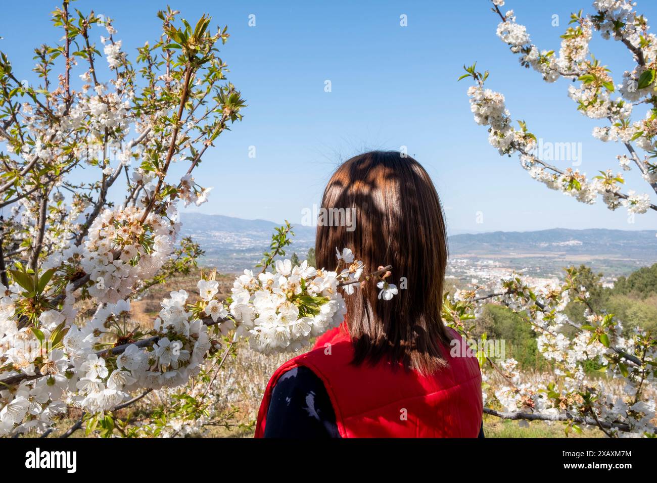 Femme en manteau rouge vue de derrière regardant le paysage de fleurs de cerisier. Fundão, Castelo Branco, Portugal Banque D'Images