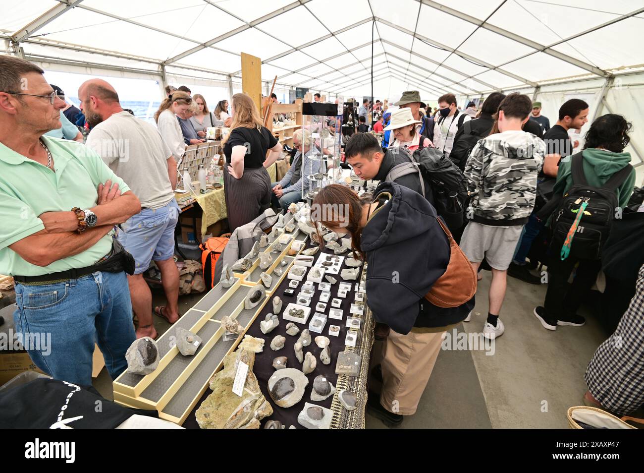 Devon, Royaume-Uni. 09 juin 2024. Les touristes et les visiteurs regardent des fossiles dans les ateliers Palaeoart dans les jardins Lister à Lyme Regis East Devon. Crédit photo : Robert Timoney/Alamy Live News Banque D'Images