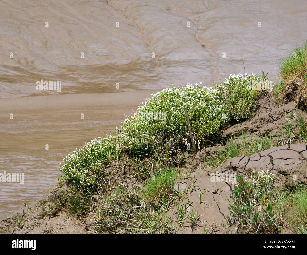 Scurygrass commun Cochlearia officinalis colonisant des bancs de boue estuariens instables le long de la rivière Avon à marée à Sea Mills dans le Gloucestershire Royaume-Uni Banque D'Images